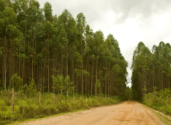 Environment Page- Photo 3 (The Benefits of Planting Trees) 1